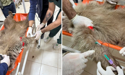 Tunceli’de yaralı olarak bulunan ayı “Umut”, Diyarbakır’da tedavi altına alındı