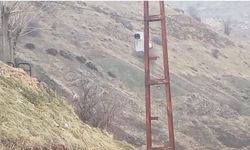 Diyarbakır Çermik'te domuz sürüsü yerleşim yerine indi: Vatandaşlar endişeli