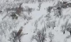 Diyarbakır Çermik'te korkutan görüntü: Aç kalınca yerleşim bölgesine indiler