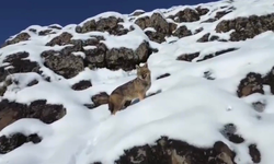 Çermik’te karlı dağlarda kurt görüntülendi