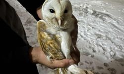 Diyarbakır Çınar'da soğuktan bitkin düşen peçeli baykuş çiftçi sayesinde hayata tutundu