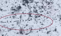 Diyarbakır Çüngüş'te işçiyi şaşırtan görüntü: Sürpriz misafirlerle karşılaştı