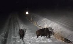 Diyarbakır'da aç kalan kurt ve domuz sürüleri şehir merkezine indi