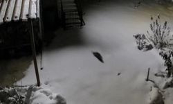 Kar aç bıraktı: Diyarbakır'da kaya sansarı yerleşim alanına indi