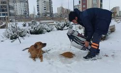 Sokak hayvanları için karda mama seferberliği: Diyarbakır Kayapınar Belediyesi sahip çıktı