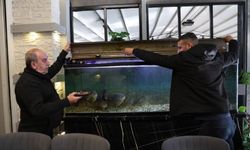 Diyarbakır'ın ünlü kelle paçacısında 12 yıllık gelenek: Piranalar işkembe ve paça ile besleniyor