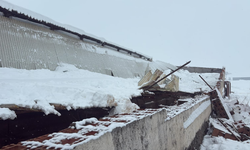 Diyarbakır’da kar felaketi: Ahır çöktü, 11 büyükbaş hayvan telef oldu