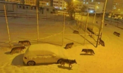 Diyarbakır’da Kurt–ayı iddiası asılsız çıktı