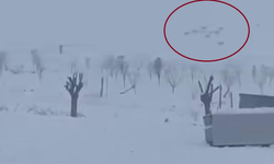 Diyarbakır’da kurt sürüsü panik yarattı