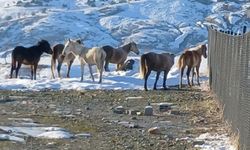 Diyarbakır'da Kar Krizi: Yaban Atları İlçe Merkezini Bastı