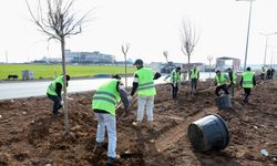 Diyarbakır - Mardin yoluna yeşil dokunuş: Yollarda çalışmalar sürüyor