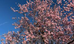 Mardin’de badem ağaçları erken çiçek açtı