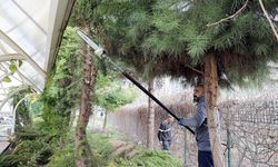 Diyarbakır'da ağaçlara güvenlik dokunuşu: Tehlikeli dallar teker teker temizleniyor