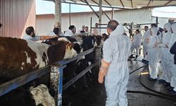 Diyarbakır'da besicilere önemli katkı: Gezici klinik 2 bin hayvanı tedavi etti