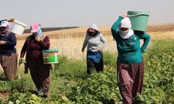 Diyarbakır'da 2975 kadınla görüşüldü: Çarpıcı tablo ortaya çıktı