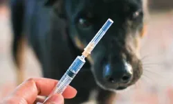 Diyarbakır'da kuduz alarmı: 4 bin 500 aşı dağıtıldı!