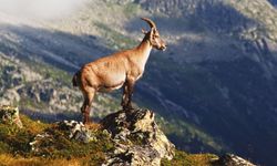 Çermik ilçesinde dağ keçileri görüntülendi