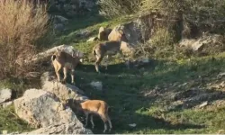 Diyarbakır’da dağ keçileri yerleşime indi