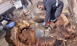 Diyarbakır'da kesilmesine tepki gösterilen ağaçla ilgili açıklama: 150 ağaç dikildi