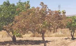 Diyarbakırlı çiftçilere uyarı geldi: Verim kaybını önlemek için bu yöntem şart