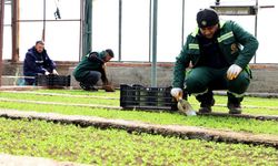 Diyarbakır'a 2 milyon Çin karanfili: Su tasarrufu sağlanacak