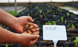 Kayapınar'dan ekolojik hamle: Doğal yağışla beslenen bin adet meşe fidanı ekilecek