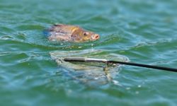 Diyarbakır'da 1 Nisan'da yasak başlıyor: Uymayanlar tespit edilecek