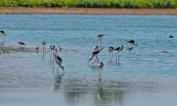 Diyarbakır Kabaklı Göleti’nde bahar mucizesi!
