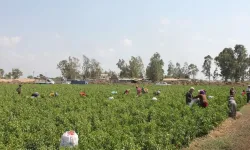 Tarım işçilerinin 2025'teki zam oranı belli oldu