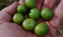 Diyarbakır'da sevilen meyve doyumluk değil tadımlık alınıyor: Fiyatı şaşırtıyor