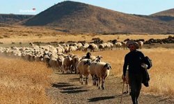 Diyarbakır'da küçükbaş üreticisine dev destek paketi: Başvuruyu kaçırmayın
