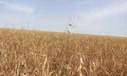 Diyarbakır'da çiftçilerden 'Hayali borç çıkarıldı' iddiası