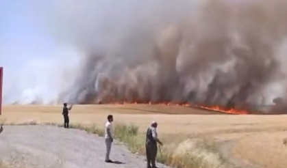 Rüzgar yangını yaydı, bin dönüm ekin kül oldu
