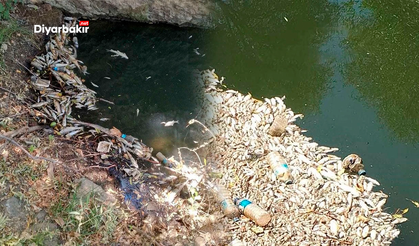 Diyarbakır’da balık ölümleri Sinek Çayı’nda da görüldü