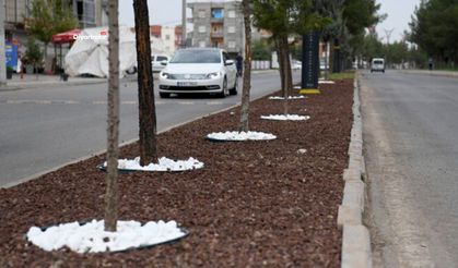 Diyarbakır Bismil’de refüjler yenileniyor