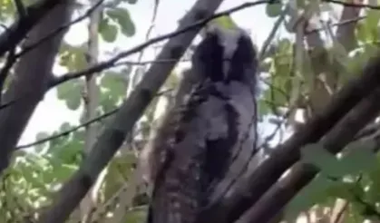 Diyarbakır’da koruma altındaki baykuş ailesi görüntülendi