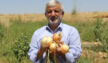 Diyarbakır'da Soğan Hasadı Tarlada Kaldı, Çiftçiler Büyük Zarar Yaşadı!