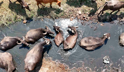 Diyarbakır’da mandalar sıcaktan gölete kaçıyor
