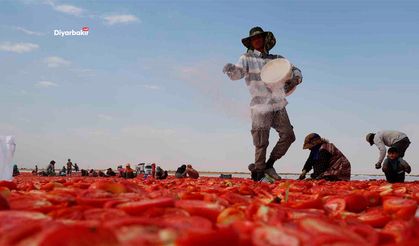 Diyarbakır’ın domatesi Avrupa yolunda