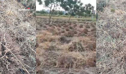 Diyarbakır’da kavurucu sıcaklar doğanın dengesini bozdu
