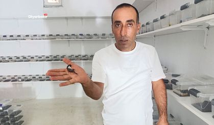 Diyarbakır’da akrep zehri üretimi başladı