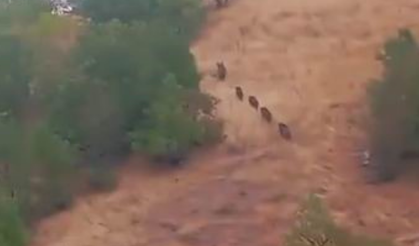 Çermik’te domuz alarmı: Sürüler mahalleye indi