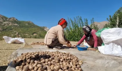 Diyarbakır’ın dağ köylerinde ceviz mesaisi başladı