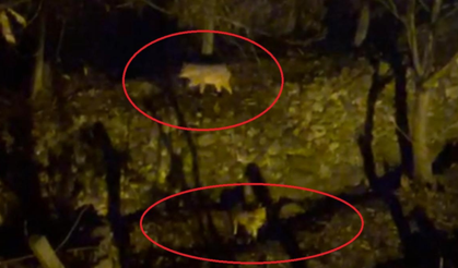 Silvan’da kurt paniği: Aç kalan kurtlar yerleşim yerine indi