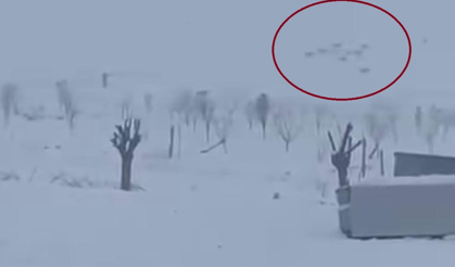 Diyarbakır’da kurt sürüsü panik yarattı