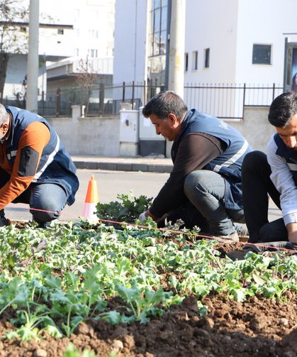 Diyarbakır’da 1 milyon 30 bin kışlık çiçeği toprakla buluşturdu