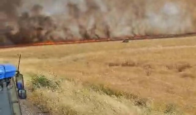 Diyarbakır Hazro'da 500 dönüm buğday kül oldu