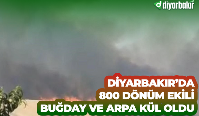 Diyarbakır’da 800 dönüm ekili buğday ve arpa kül oldu