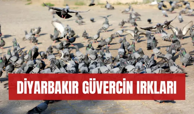 Diyarbakır'ın güvercin ırkları nelerdir? 2024 fiyatları ve mezatı