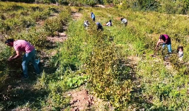 Çüngüş'te öğretmen Suat Yılmaz’ın ‘aronya’ yetiştiriciliği